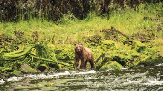 A brown bear paused in the forest.