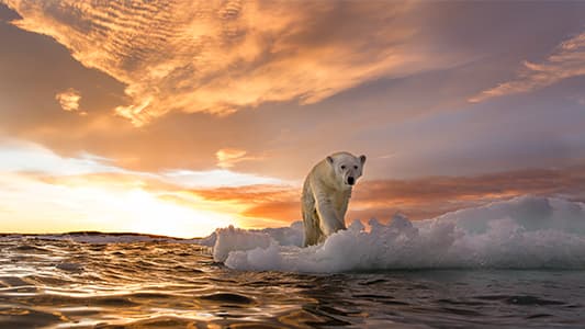 A low angle shot of a Polar Bear walking on thin ice.